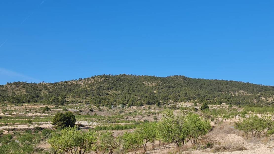 Sale - Land - Yecla - Raspay