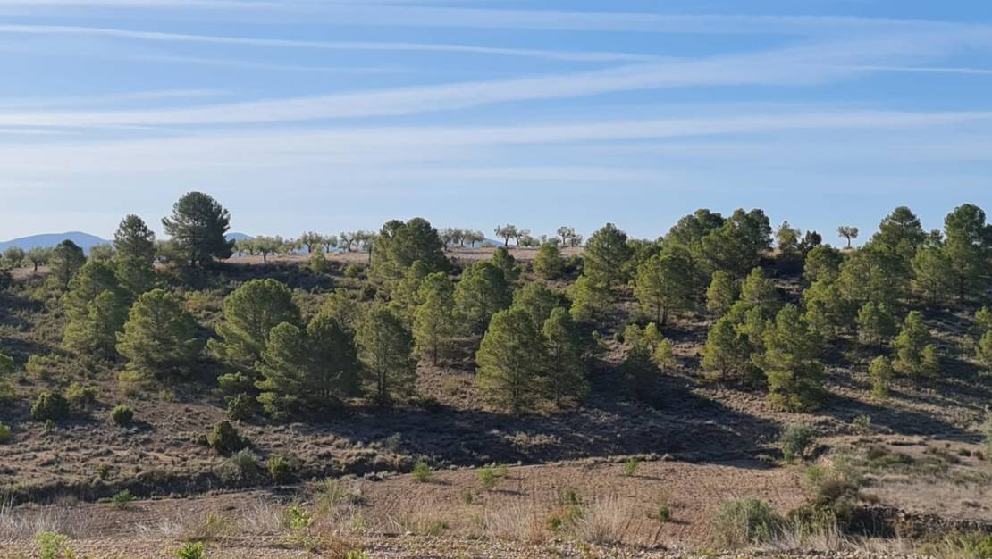 Sale - Land - Yecla - Raspay