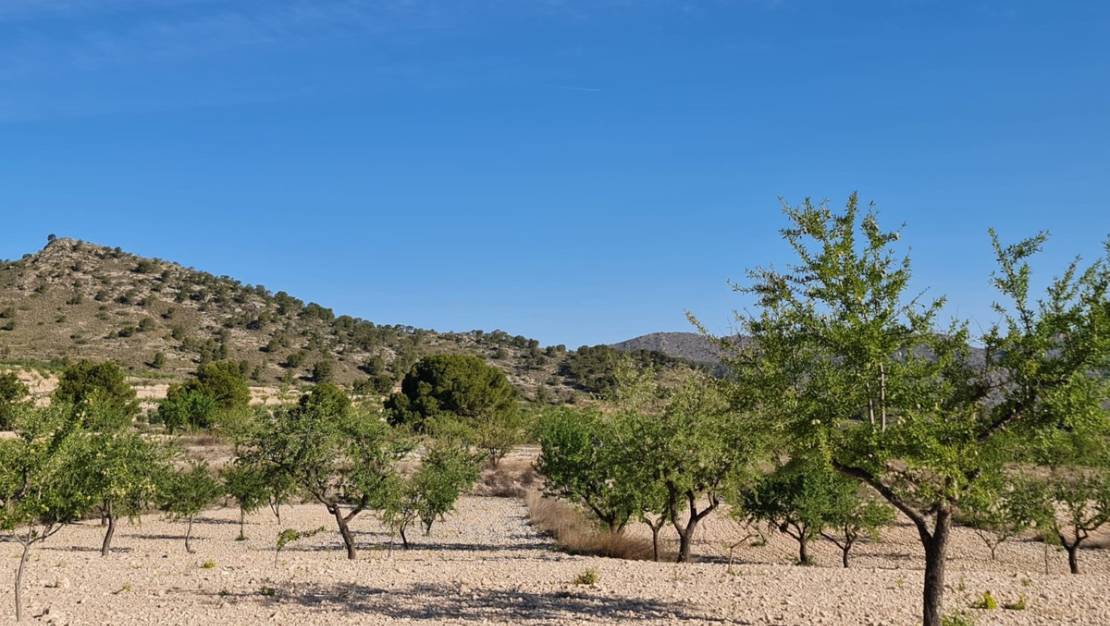 Sale - Land - Yecla - Raspay