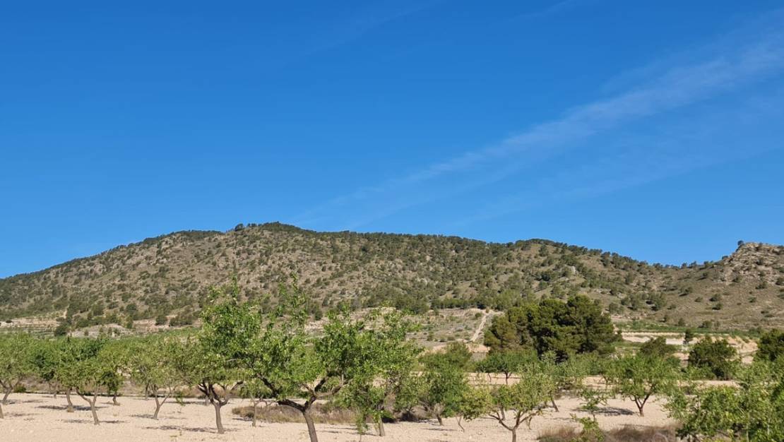 Sale - Land - Yecla - Raspay