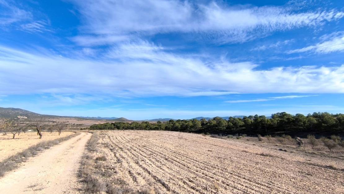 Sale - Land - Yecla - Raspay