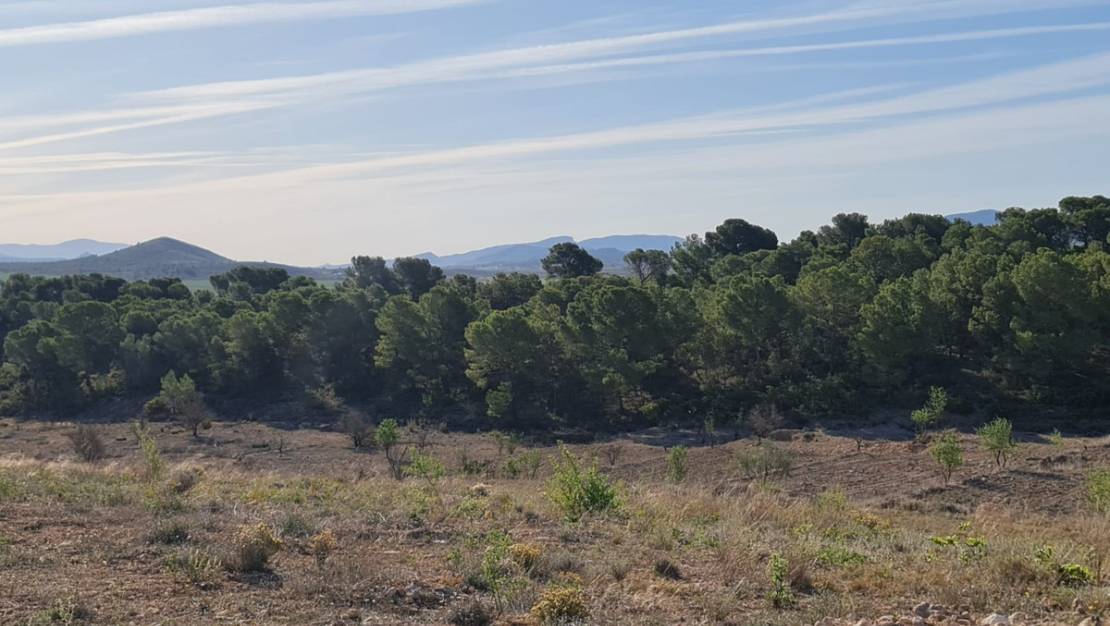 Sale - Land - Yecla - Raspay