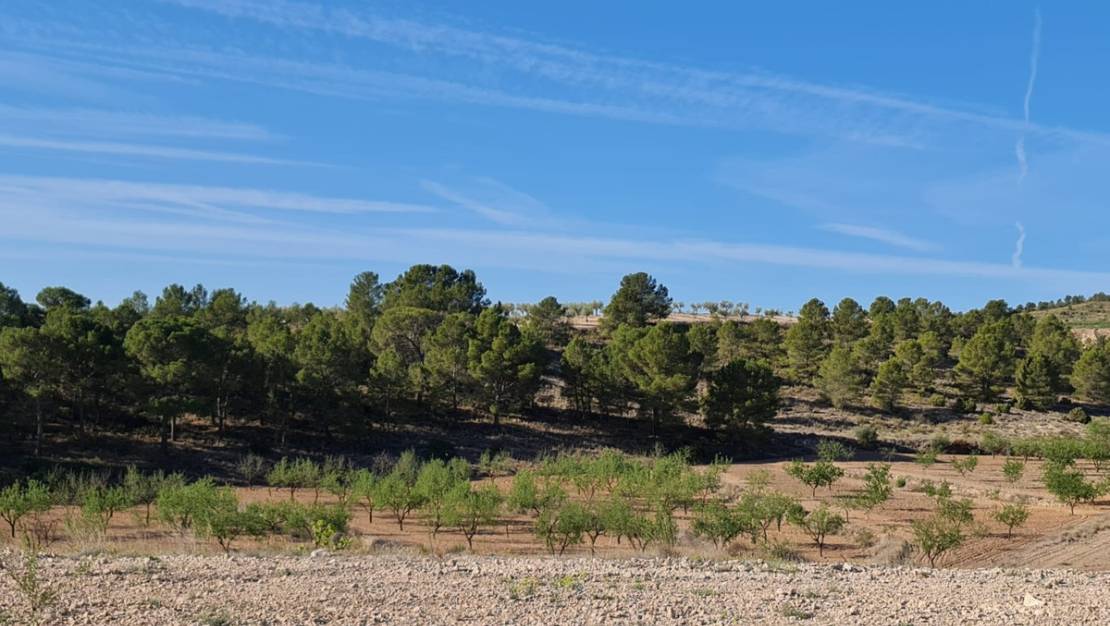 Sale - Land - Yecla - Raspay