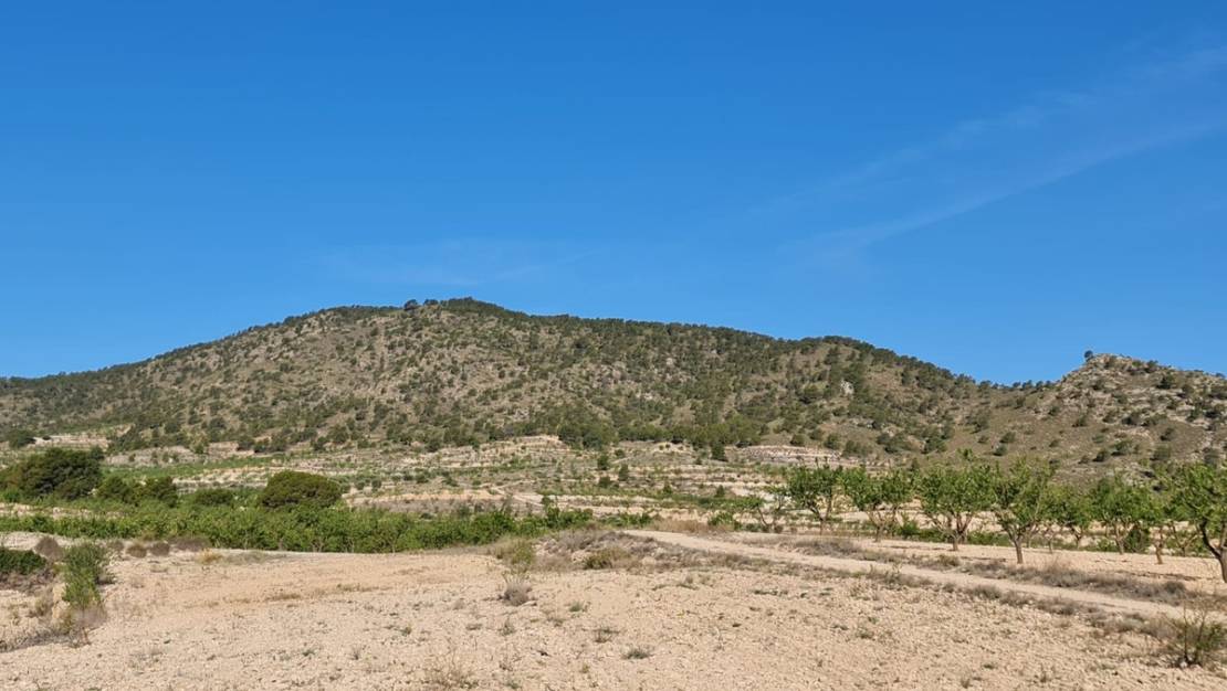 Sale - Land - Yecla - Raspay