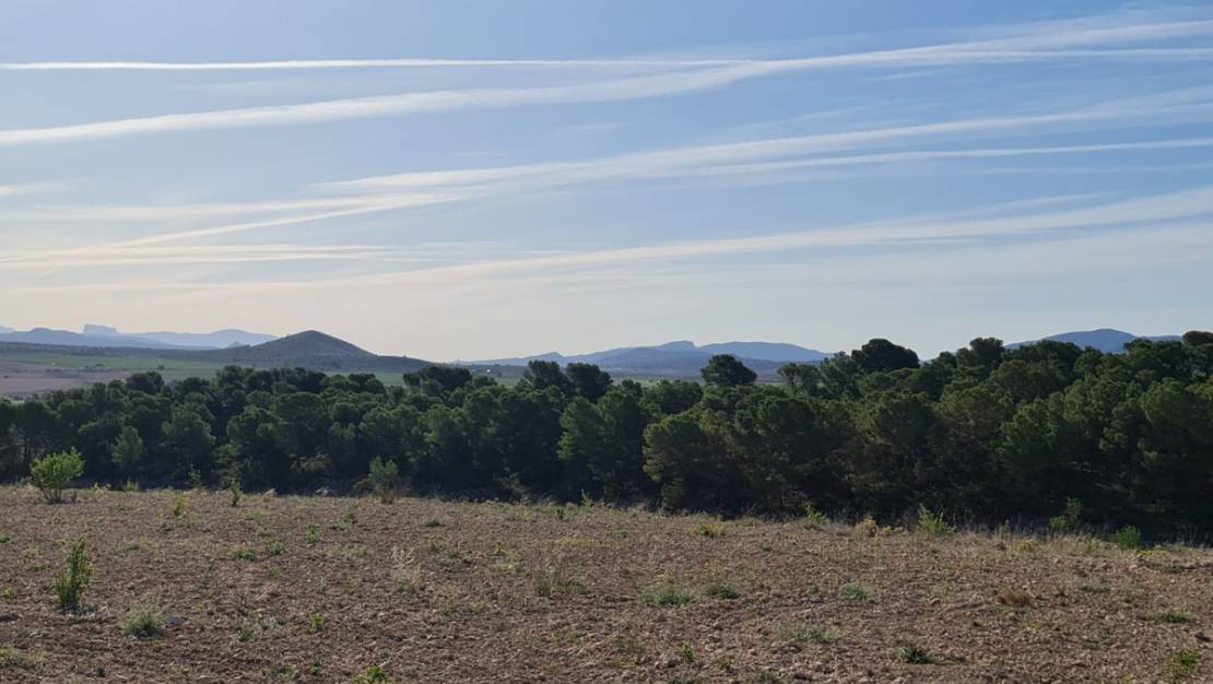 Sale - Land - Yecla - Raspay