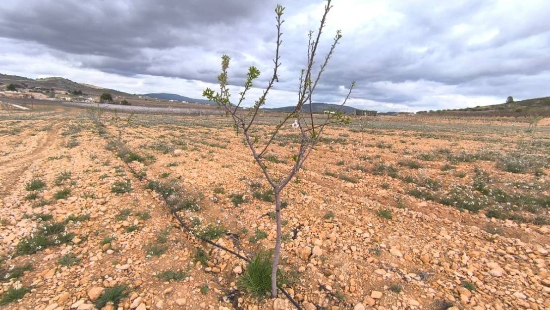 Sale - Land - Yecla - Raspay