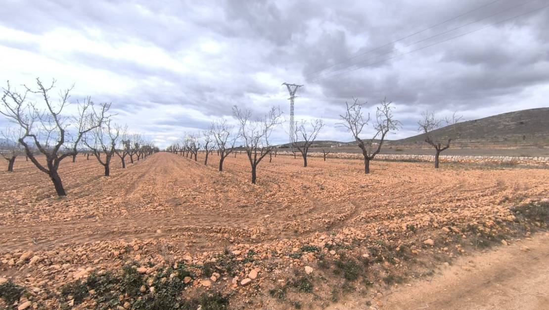 Sale - Land - Yecla - Raspay