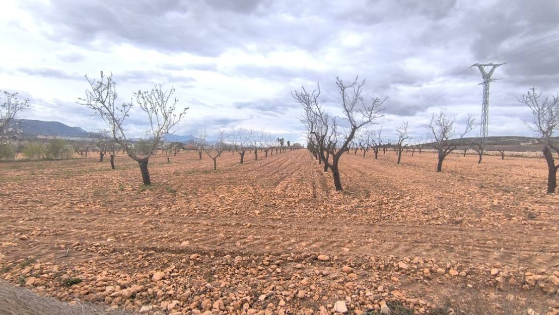 Sale - Land - Yecla - Raspay