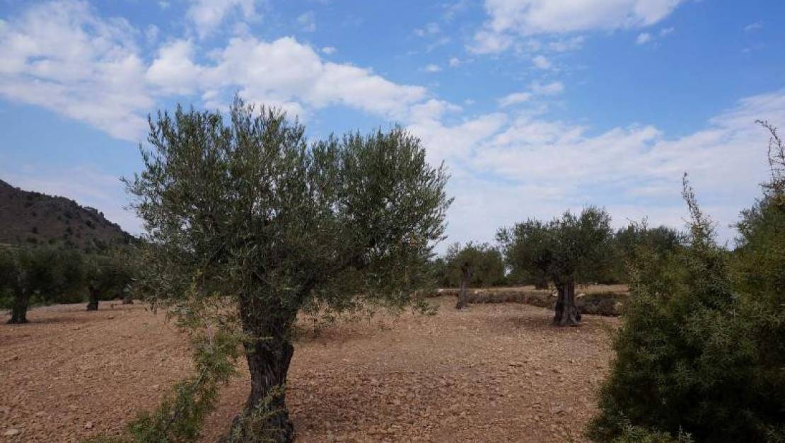 Sale - Land - Yecla - Yecla Centro