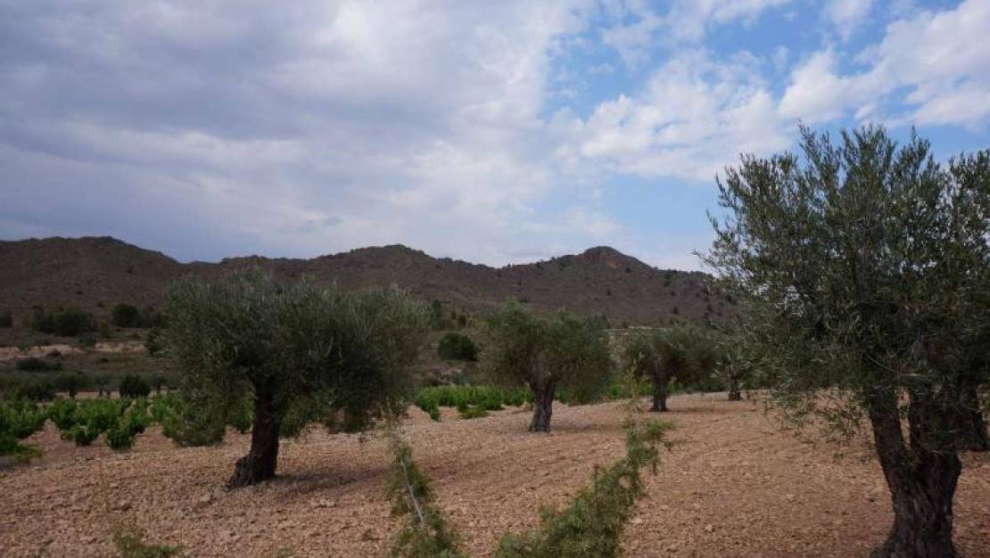 Sale - Land - Yecla - Yecla Centro