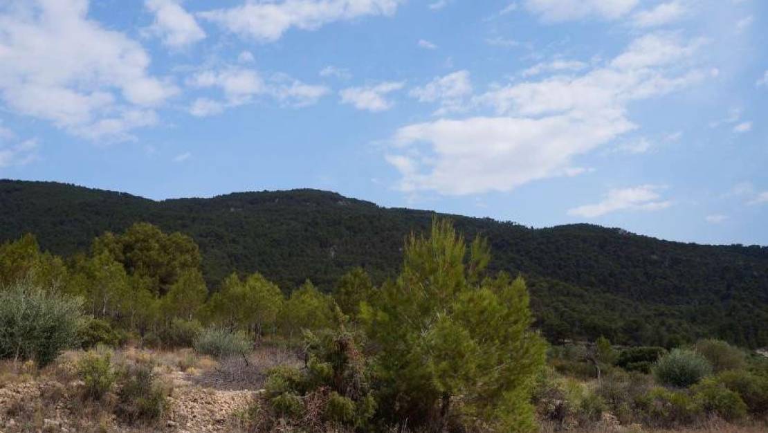 Sale - Land - Yecla - Yecla Centro