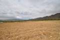 Sale - Land - Yecla - Yecla Centro