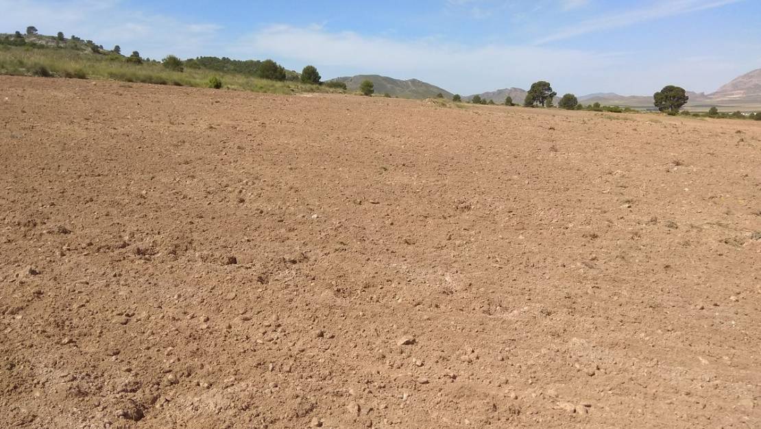 Sale - Land - Yecla - Yecla Centro