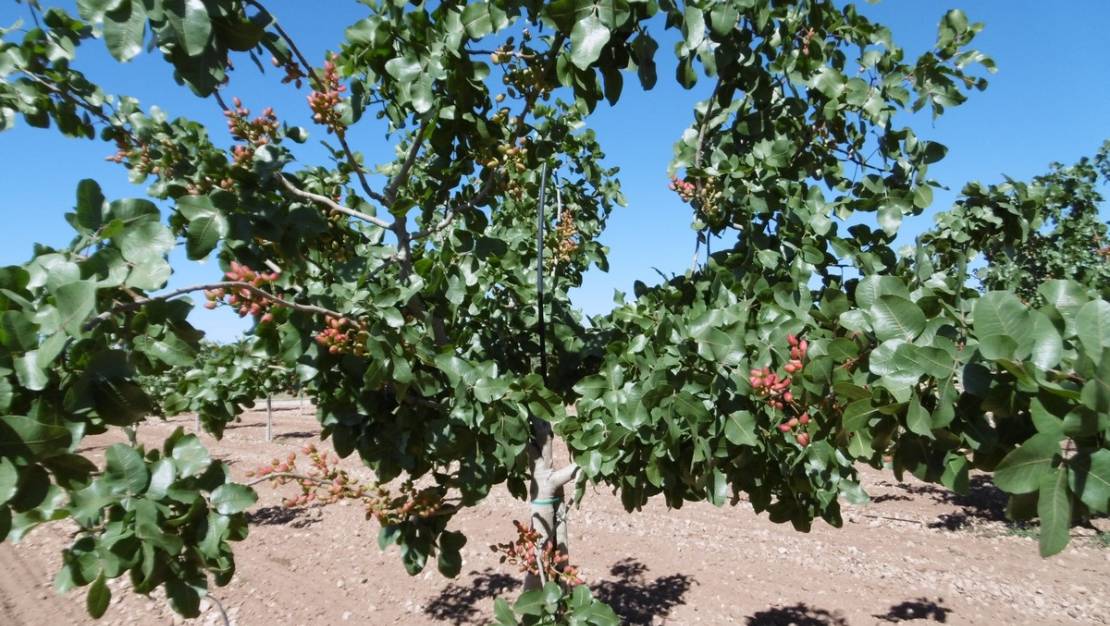 Sale - Land - Yecla - Yecla Centro