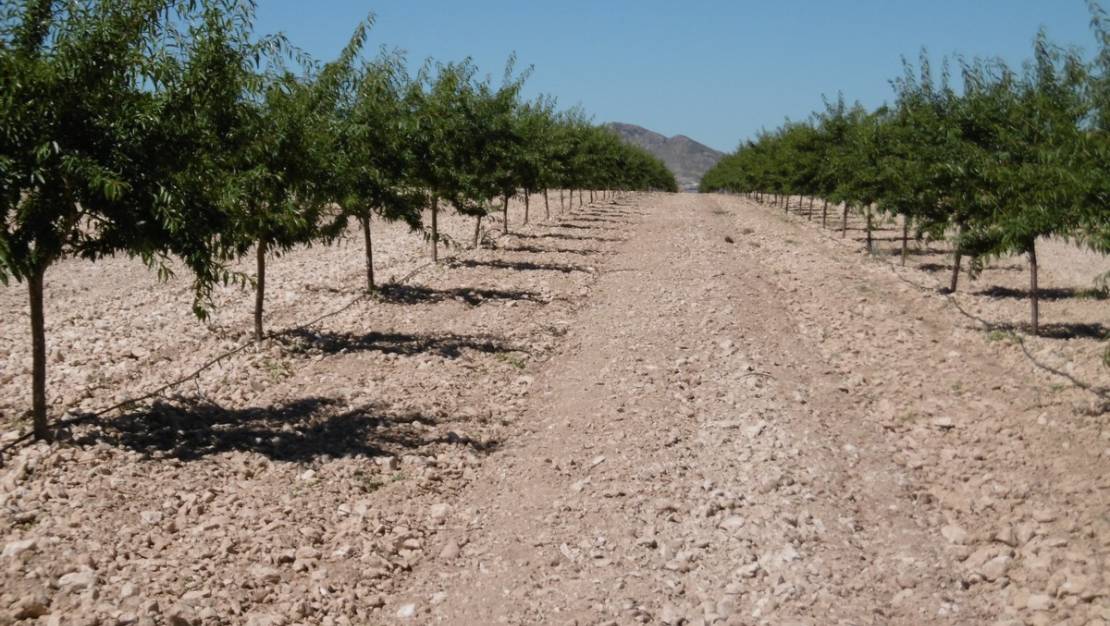 Sale - Land - Yecla - Yecla Centro