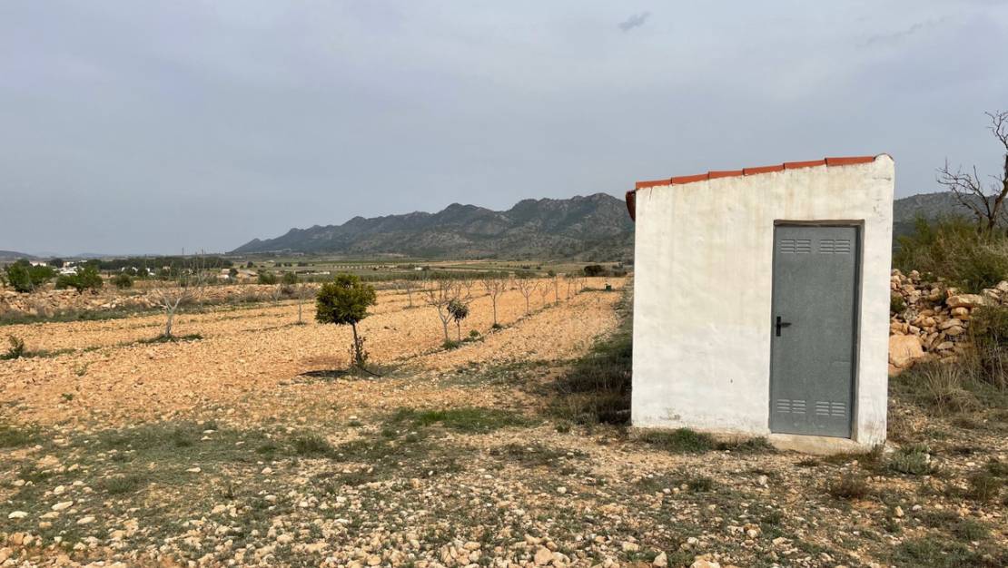 Sale - Land - Yecla - Yecla Centro