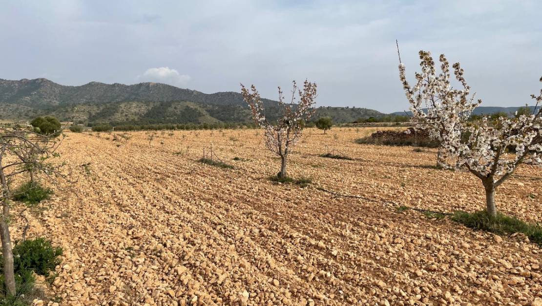 Sale - Land - Yecla - Yecla Centro