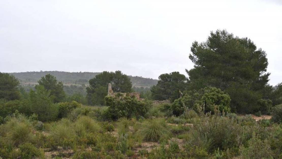 Sale - Land - Yecla - Yecla Centro