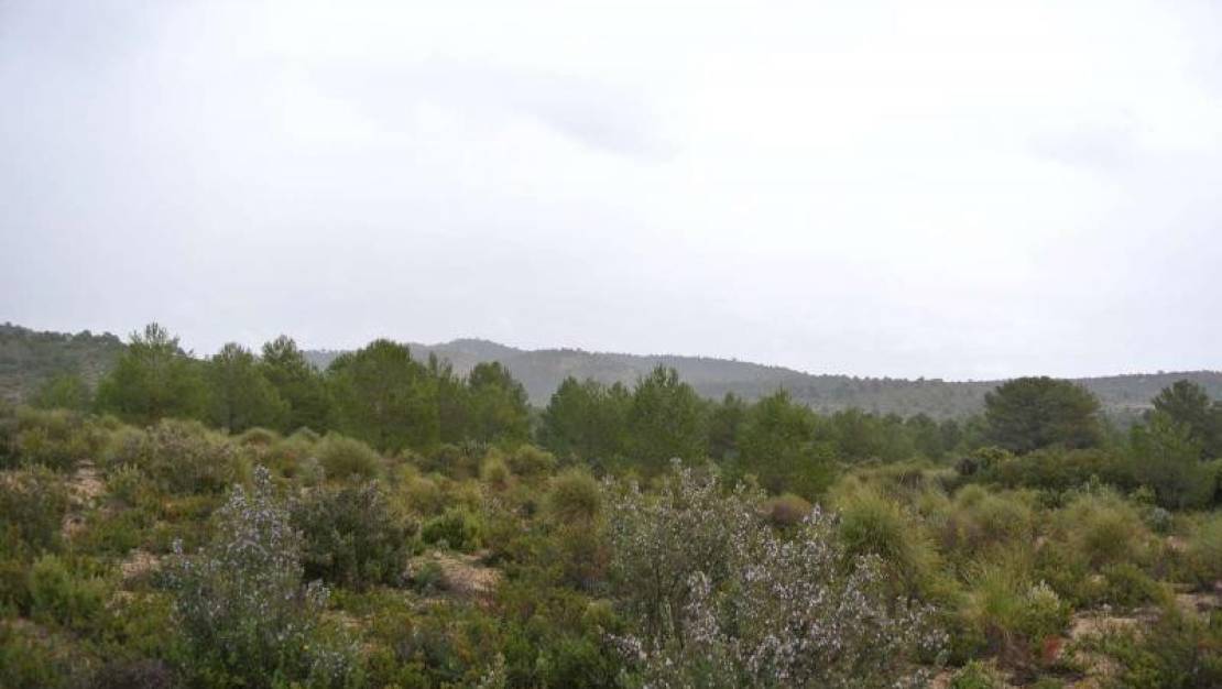 Sale - Land - Yecla - Yecla Centro