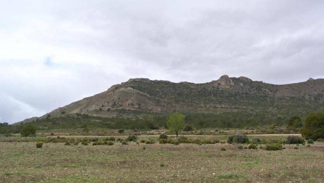 Sale - Land - Yecla - Yecla Centro