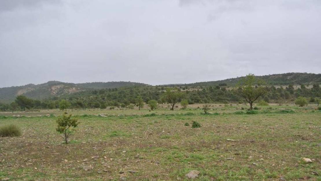 Sale - Land - Yecla - Yecla Centro