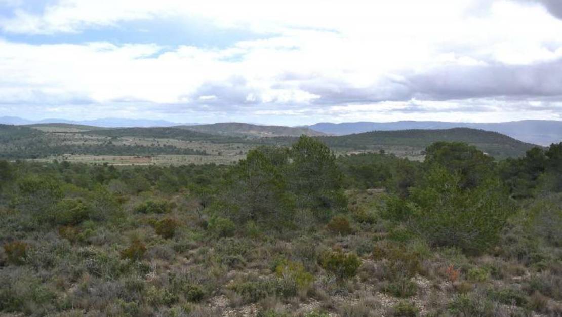 Sale - Land - Yecla - Yecla Centro