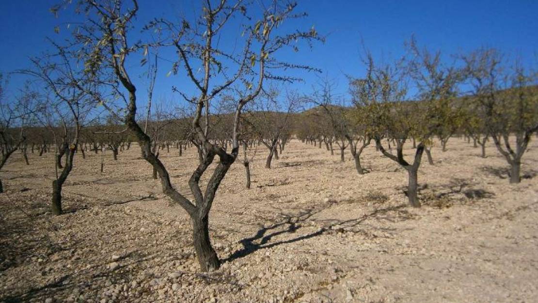 Sale - Land - Yecla - Yecla Centro