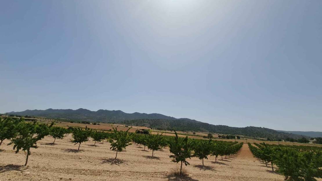 Sale - Land - Yecla - Yecla Centro