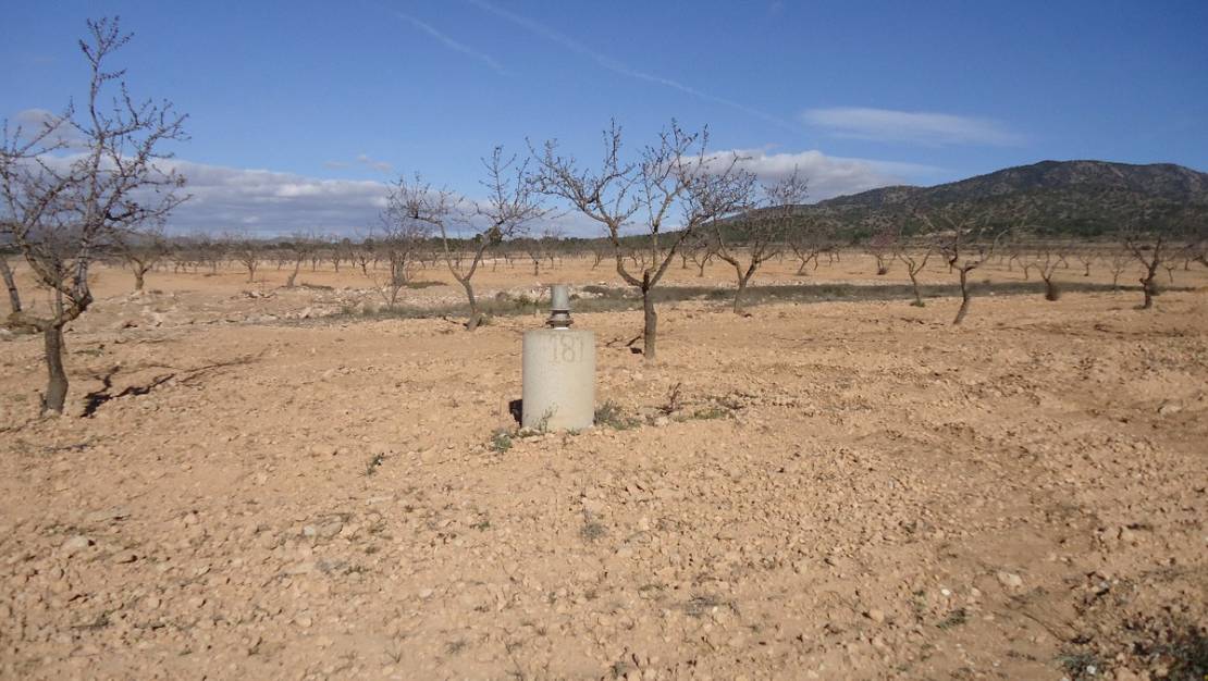 Sale - Land - Yecla - Yecla Centro