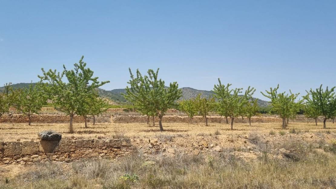 Sale - Land - Yecla - Yecla Centro