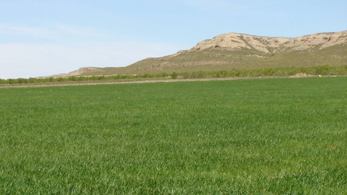 Sale - Land - Yecla - Yecla Centro