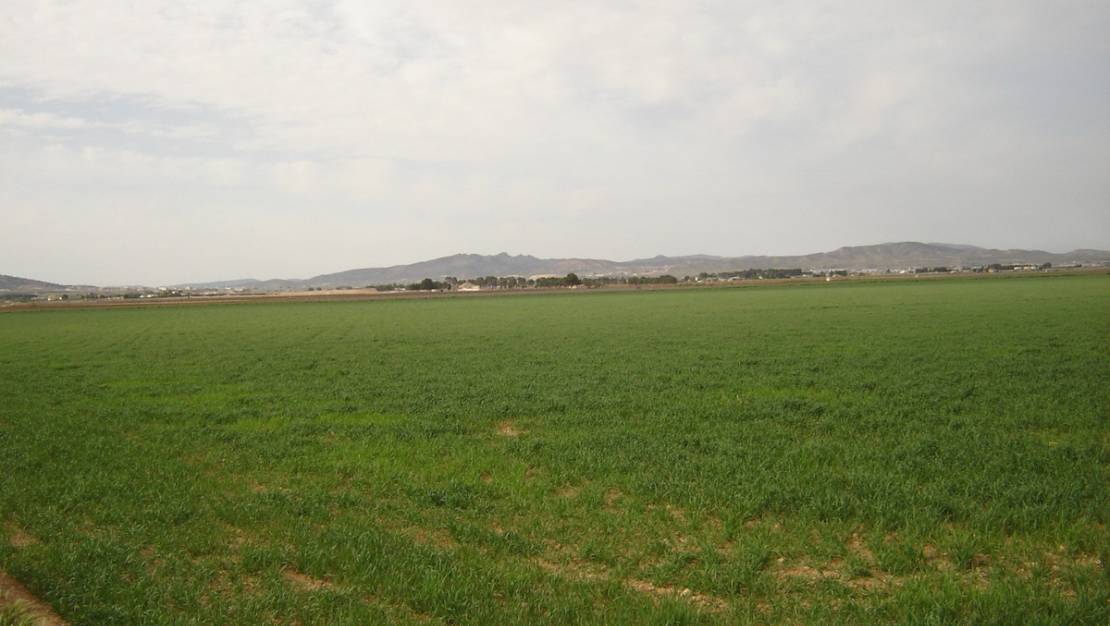 Sale - Land - Yecla - Yecla Centro