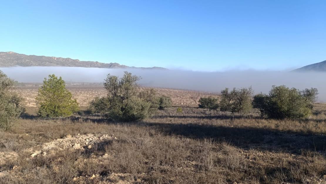 Sale - Land - Yecla - Yecla Centro