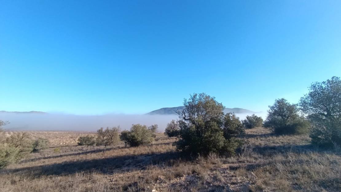 Sale - Land - Yecla - Yecla Centro