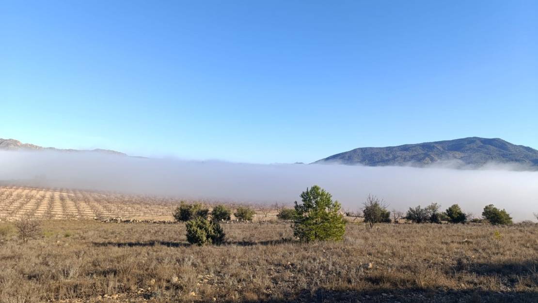 Sale - Land - Yecla - Yecla Centro