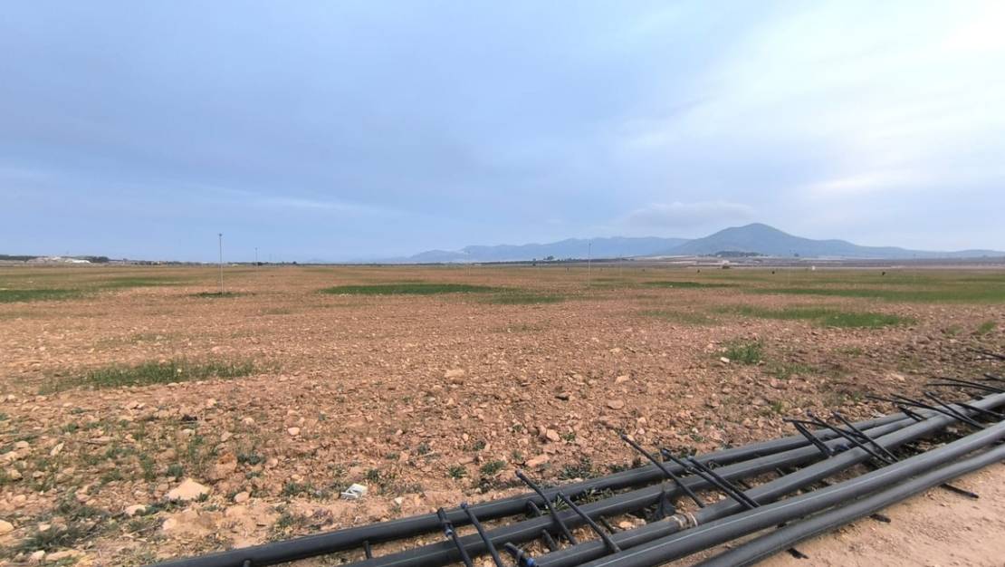 Sale - Land - Yecla - Yecla Centro