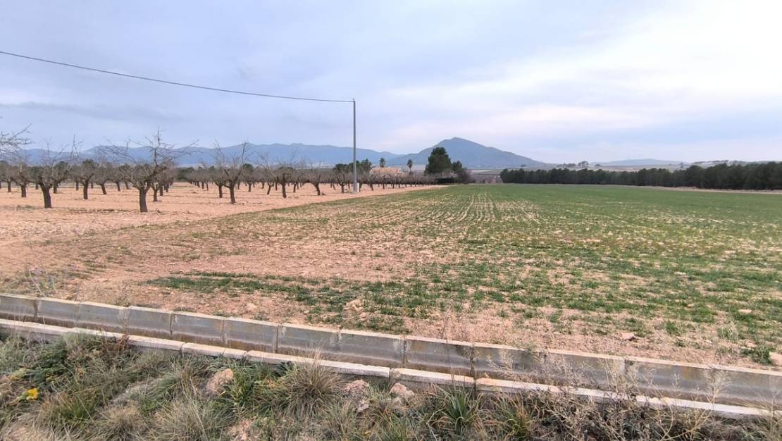 Sale - Land - Yecla - Yecla Centro