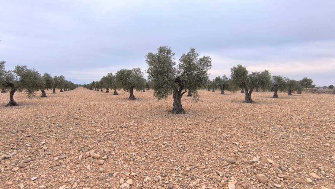 Sale - Land - Yecla - Yecla Centro