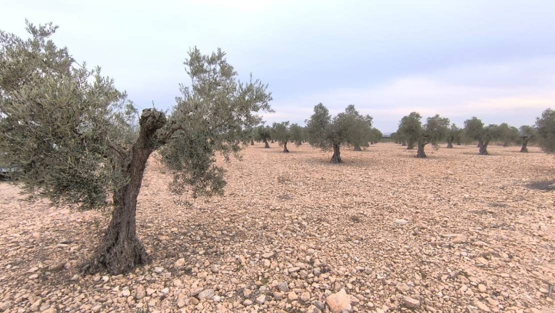 Sale - Land - Yecla - Yecla Centro