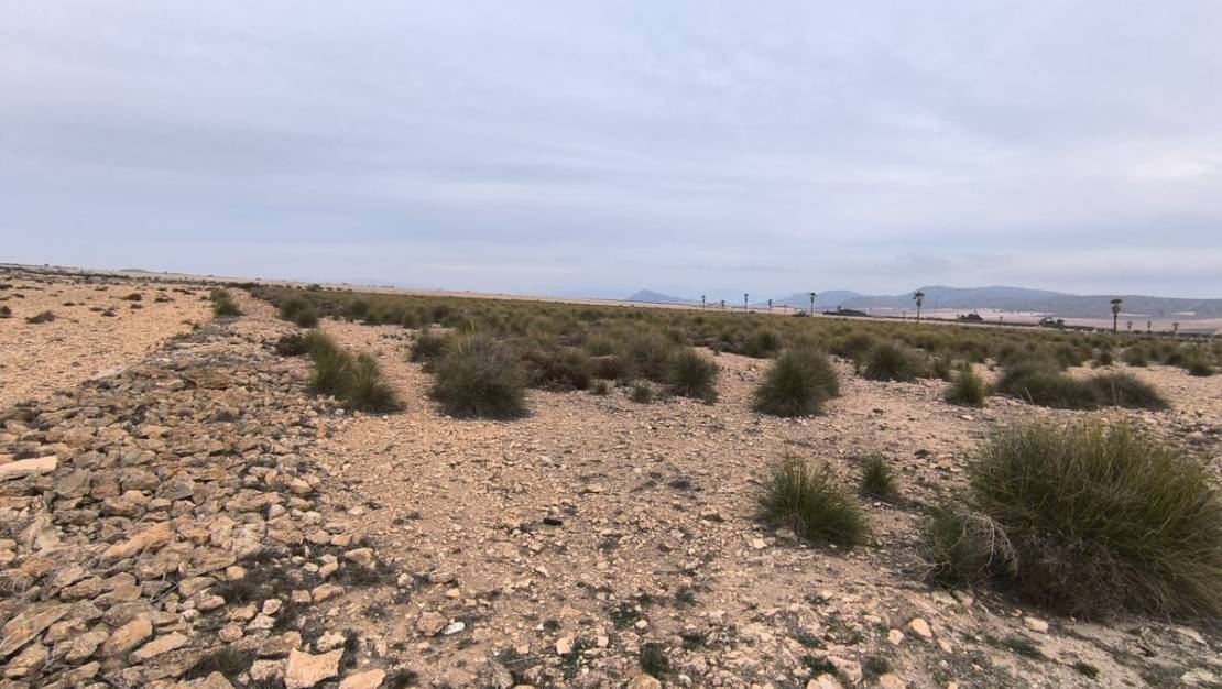 Sale - Land - Yecla - Yecla Centro