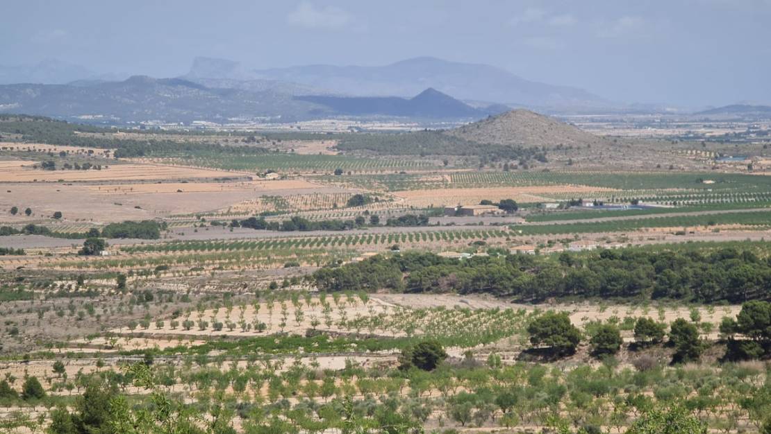 Sale - Land - Yecla - Yecla Centro