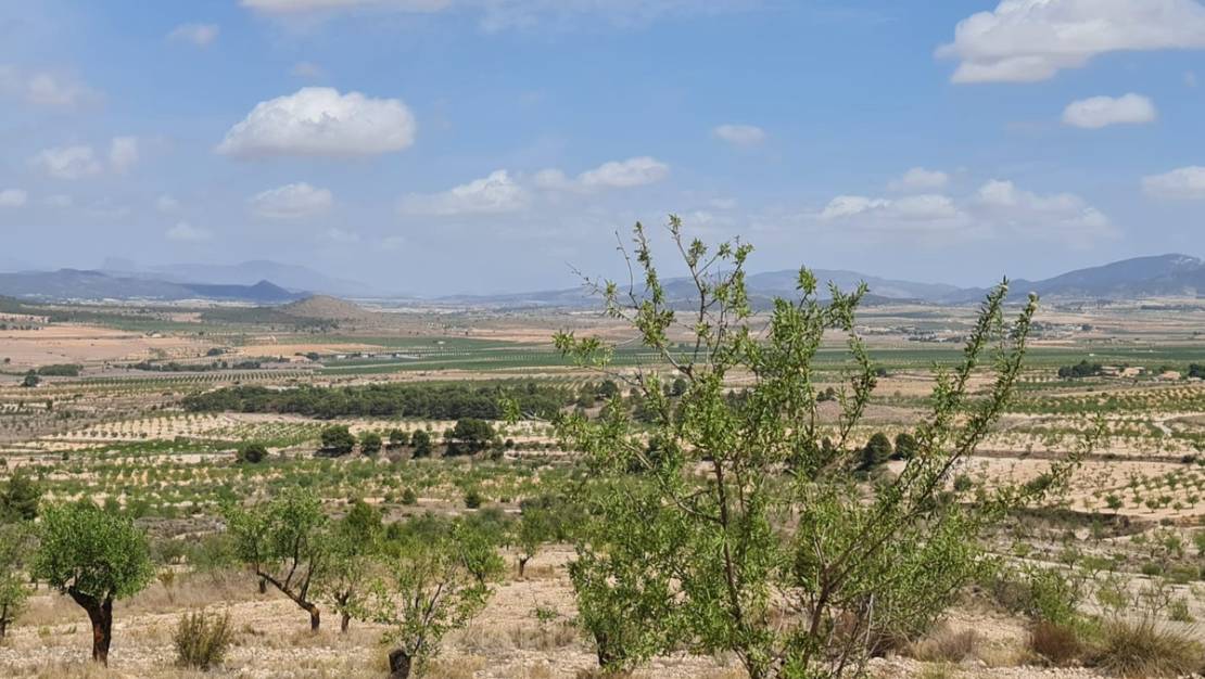 Sale - Land - Yecla - Yecla Centro