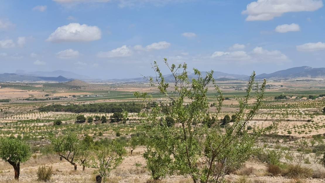 Sale - Land - Yecla - Yecla Centro