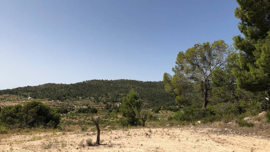 Sale - Land - Yecla - Yecla Centro