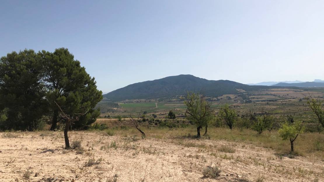 Sale - Land - Yecla - Yecla Centro