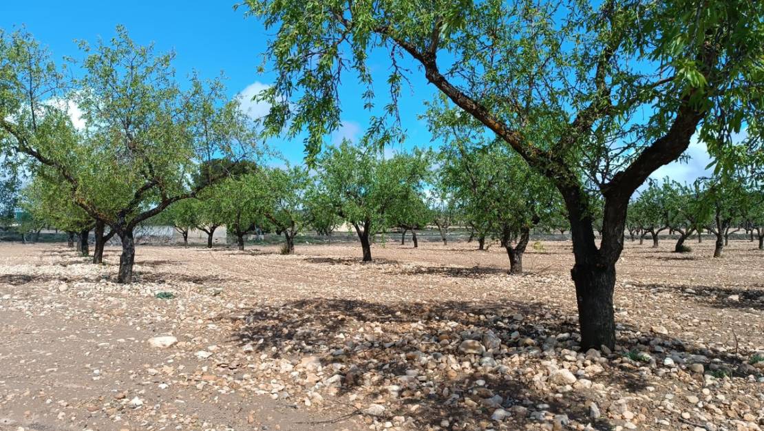 Sale - Land - Yecla - Yecla Centro