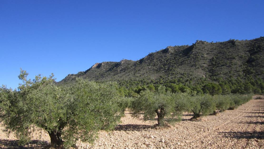 Sale - Land - Yecla - Yecla Centro