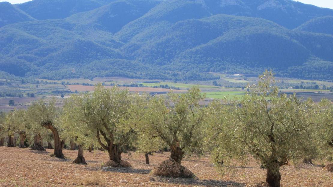 Sale - Land - Yecla - Yecla Centro