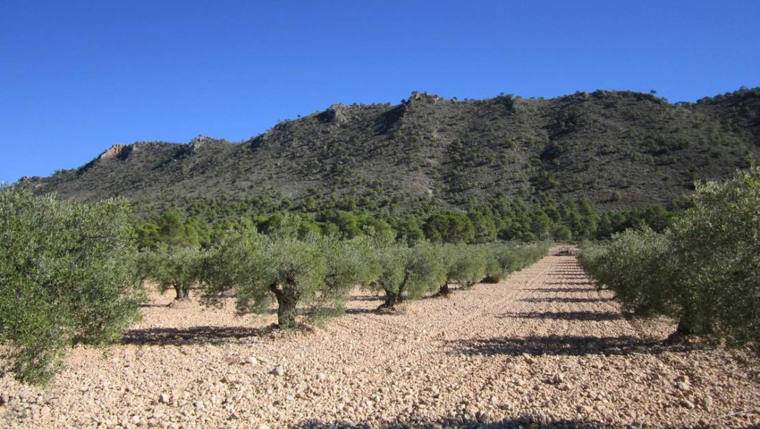 Sale - Land - Yecla - Yecla Centro