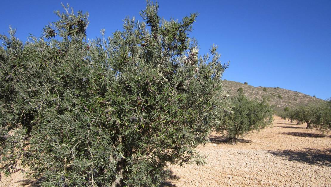 Sale - Land - Yecla - Yecla Centro